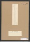 Nitzschia brevistriata Grun. (de-Toni-Nr.: Genus 47, Species 2087) Zeichnungen Sammlung Grunow Nr. 4147 (NHMW-BOT-W0372028)